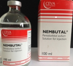 Nembutal Available