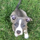 Amstaff puppy available