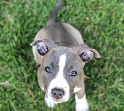 Amstaff puppy available